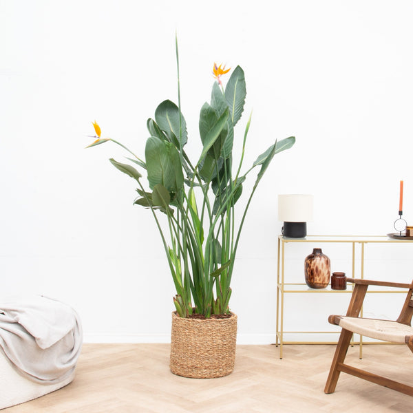 Strelitzia Reginae XL de luxe - 170 cm kopen bij Green Bubble