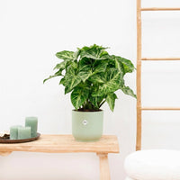 Syngonium Arrow - 30cm