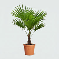 Trachycarpus Fortunei - 140 cm