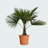 Product afbeelding 6