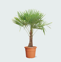 Trachycarpus Fortunei - 180 cm