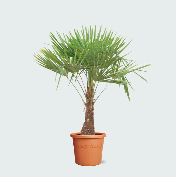 Trachycarpus Fortunei - 180 cm kopen bij Green Bubble