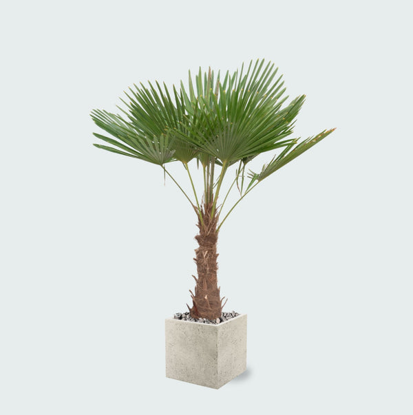 Trachycarpus Fortunei inclusief pot Grigio Cube - 200cm kopen bij Green Bubble