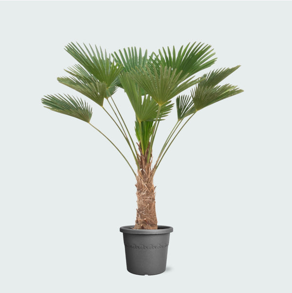 Trachycarpus wagnerianus - 130 cm kopen bij Green Bubble