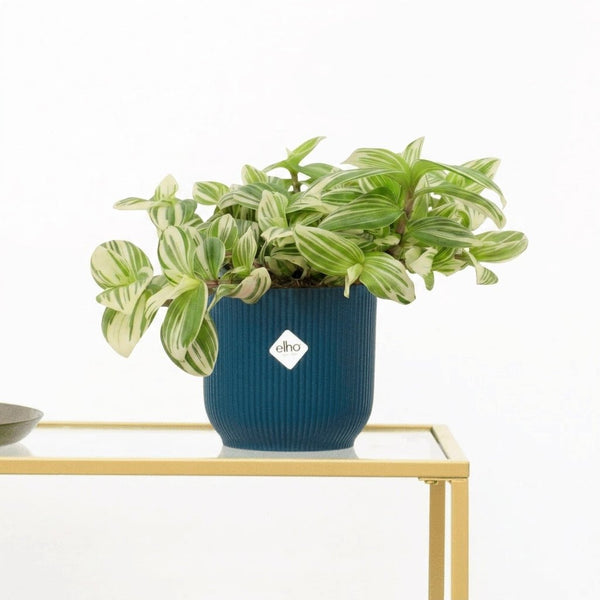 Tradescantia Brightness - 20cm kopen bij Green Bubble