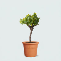 Druivenboom (Vitis Vinifera Bianca) - 60cm