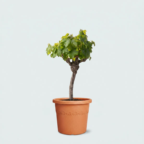 Druivenboom (Vitis Vinifera Bianca) - 60cm kopen bij Green Bubble