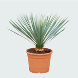 Product afbeelding 5
