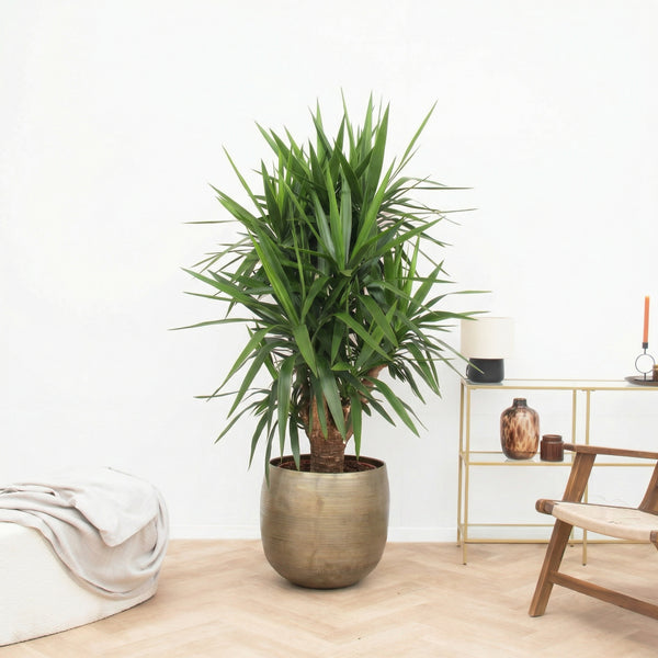 Yucca Elephantipes multistam - 150cm  kopen bij Green Bubble