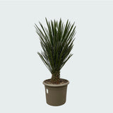 Product afbeelding 3