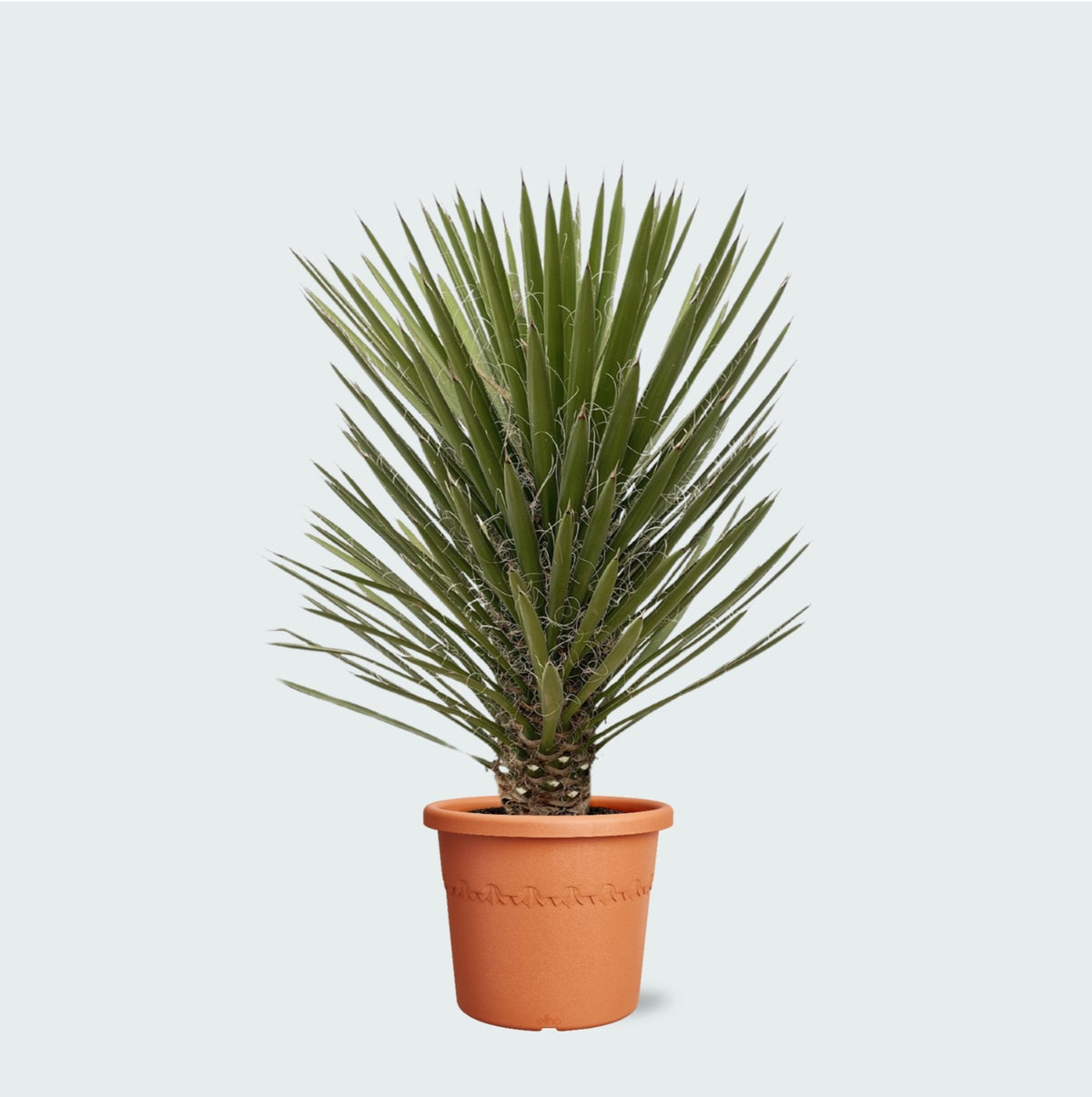 Pleje af Yucca Filifera verzorging - Green Bubble