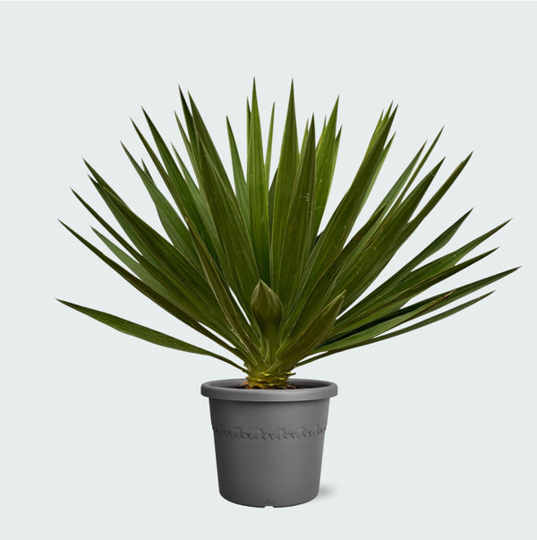 Yucca Gloriosa - 80 cm kopen bij Green Bubble