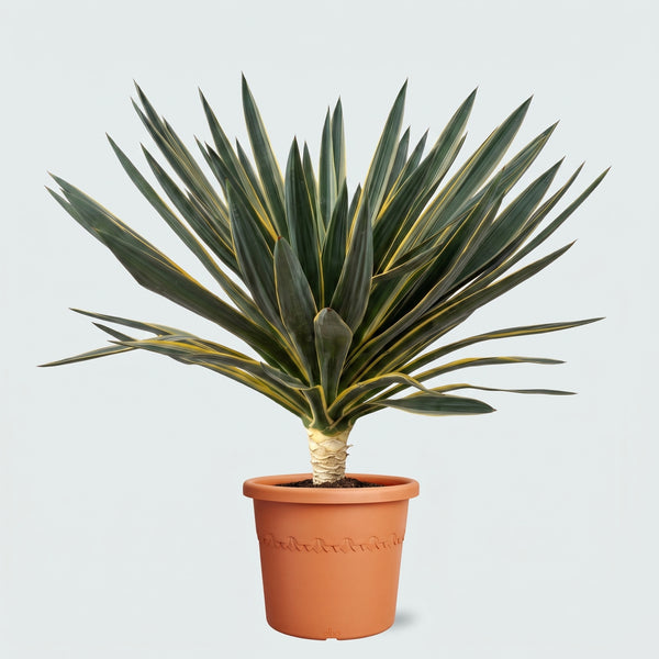 Yucca Gloriosa Variegata - 110cm kopen bij Green Bubble