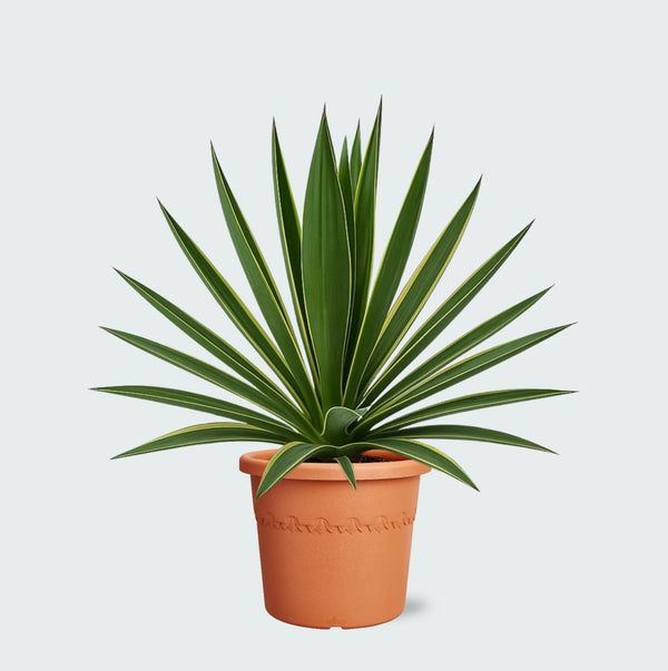 Yucca Gloriosa Variegata - 50cm kopen bij Green Bubble