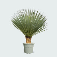 Yucca Rostrata - 120 cm