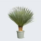 Product afbeelding 1