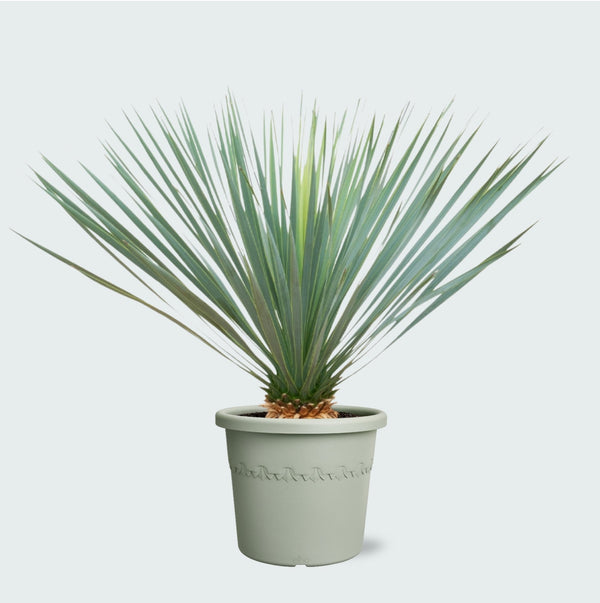 Yucca Rostrata - 80cm kopen bij Green Bubble
