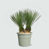 Yucca Rostrata dubbele stam - 100cm