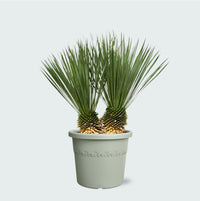 Yucca Rostrata dubbele stam - 120 cm