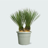 Product afbeelding 1