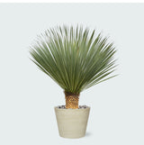 Product afbeelding 1