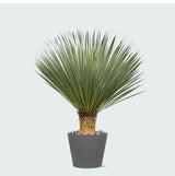 Product afbeelding 3