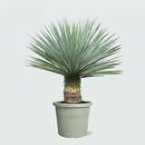 Product afbeelding 1