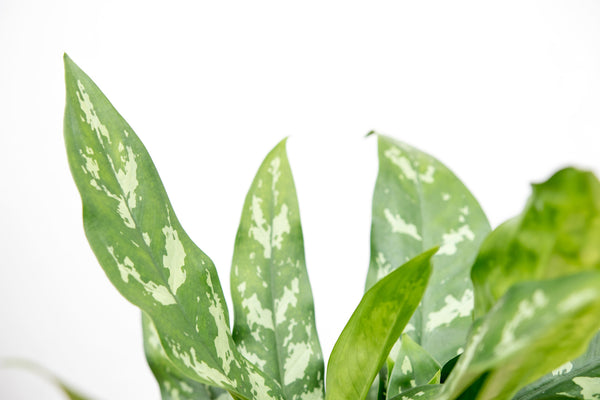 Aglaonema Maria - 30cm kopen bij Green Bubble