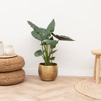 Alocasia Wentii - 70 cm