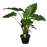 Product afbeelding 4