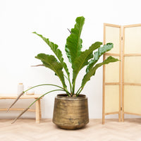 Rey Botánico Anthurium - 100 cm