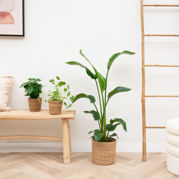 Plantepakke lille lejlighed med kurve kopen bij Green Bubble