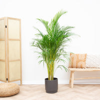 Dypsis Lutescens (palmier Areca) -160cm