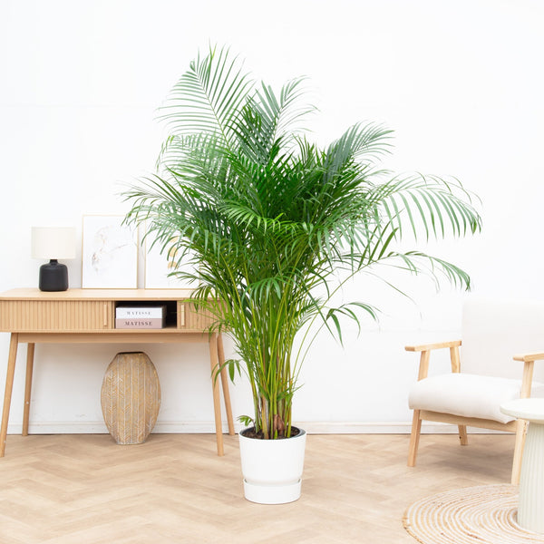 Dypsis Lutescens (Areca palm) - 160cm kopen bij Green Bubble