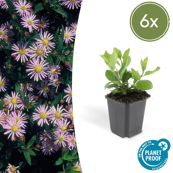 Aster Ageratoides 'Asran' - 20cm kopen bij Green Bubble