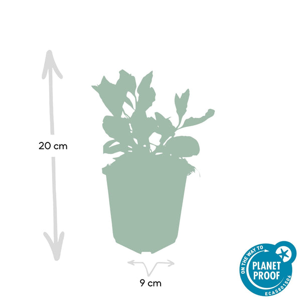 Aster Ageratoides 'Asran' - 20cm kopen bij Green Bubble
