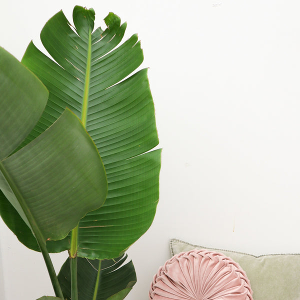 Strelitzia Augusta - 180cm kopen bij Green Bubble