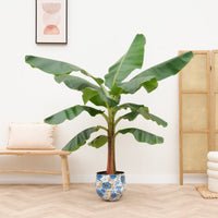Bananenplant (Musa) - 180cm