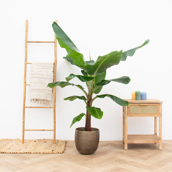 Bananenplant XL - 200cm