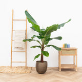 Product afbeelding 2