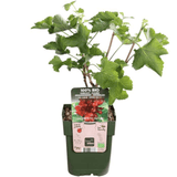 Product afbeelding 7
