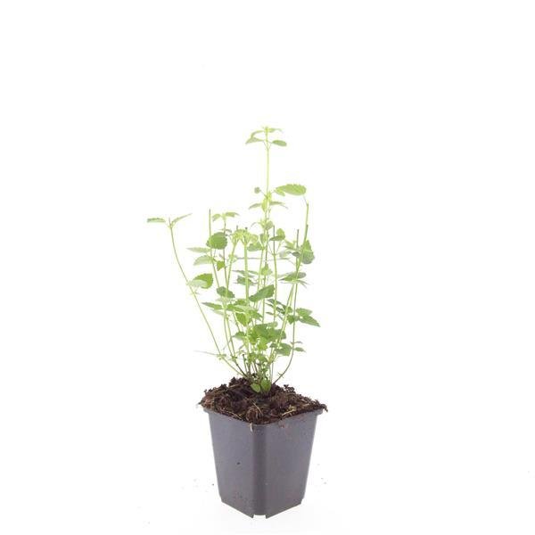 Agastache 'Black Adder' - 20cm kopen bij Green Bubble