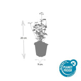 Product afbeelding 4