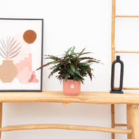 Calathea Elgergrass - 70cm