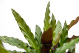 Product afbeelding 3