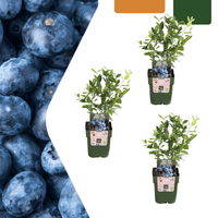 Plants de myrtillier - 20cm