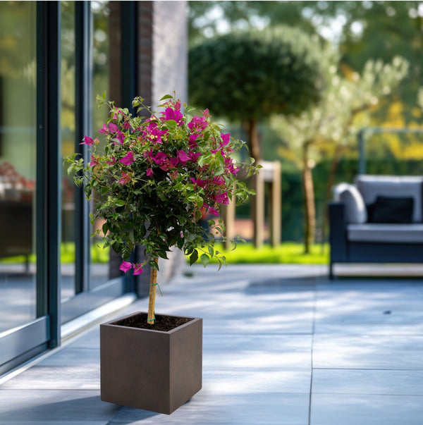 Bougainvillier tige - 90cm kopen bij Green Bubble