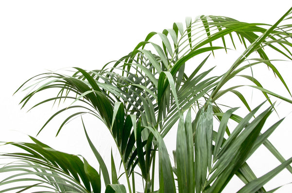 Kentia Palm XXL - 250 cm kopen bij Green Bubble