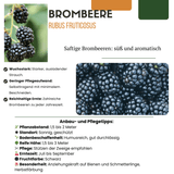 Product afbeelding 7