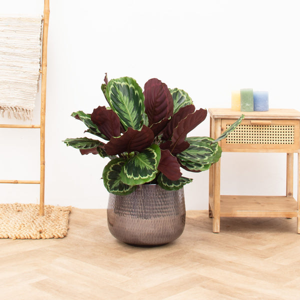 Calathea Medaillon - 80cm kopen bij Green Bubble